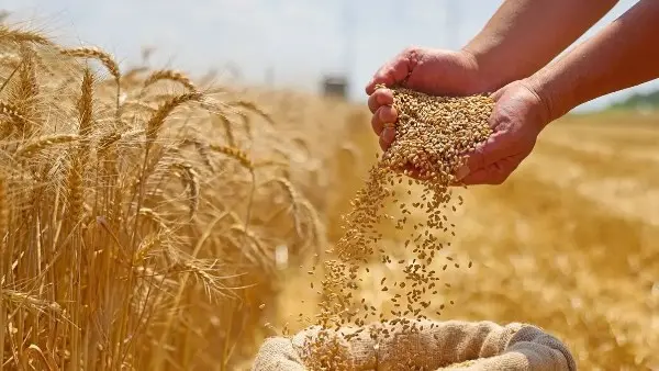 الزراعة تعلن توريد 1.5 مليون طن قمح محلي حتى الآن