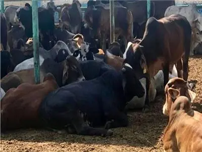 اليوم.. أولى جلسات محاكمة المتهمين بتزوير خطاب بنكى بمبلغ 41  مليون جنية للإستيلاء على حق إدارة سوق الماشية بدمنهور