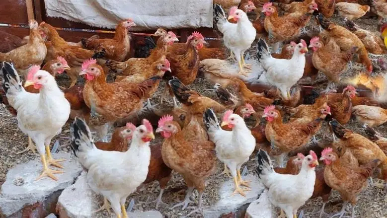 بورصة الدواجن انخفاض أسعار الفراخ البيضاء اليوم