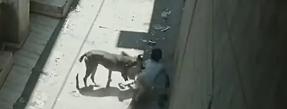 "عضّ وهجوم وتسميم".. الكلاب الضالة تشعل معركة بين رعب الأهالي وحقوق الحيوان - 224006