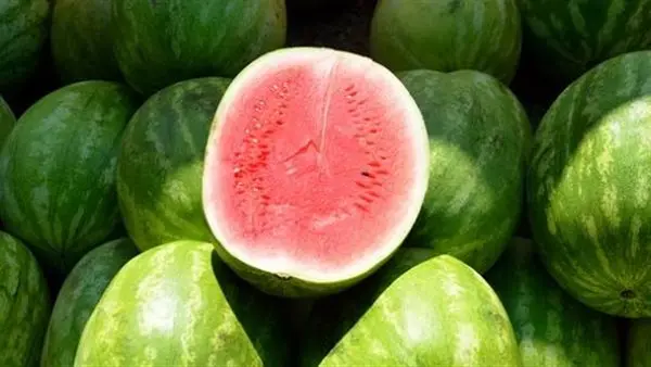 كارثة تضرب مزارعي البطيخ بكفر الشيخ.. اتهامات لشركة تقاوي ببيع بذور مغشوشة وخسائر بالملايين