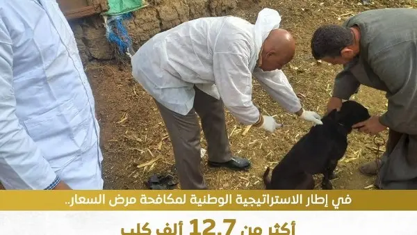بمشاركة المجتمع المدني.. "الزراعة" تُعلن تحصين وتطعيم 14 ألف كلب ضال ضد السعار