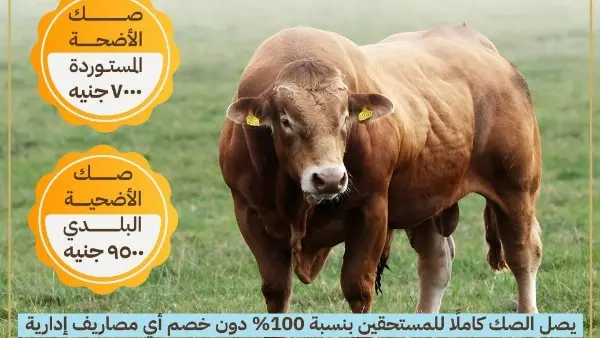 لأول مرة بالتقسيط.. الأوقاف تعلن تفاصيل صكوك الأضاحي 2026 والأسعار وطرق الدفع