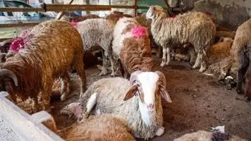 وزير الزراعة يعلن رفع حالة الطوارئ واستعدادات قصوى بمناسبة عيد الأضحى المبارك