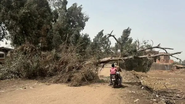 بسبب الرياح العاتية.. سقوط شجرة ضخمة يقطع أسلاك الكهرباء بقرية "طه شبرا" في المنوفية