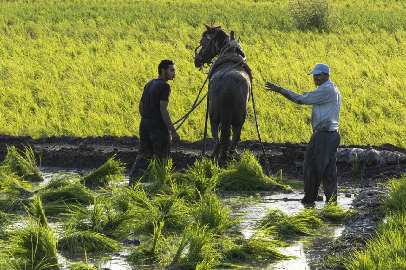 توقعات بانخفاض أسعار الأرز مع اقتراب الحصاد وزيادة المعروض بالأسواق