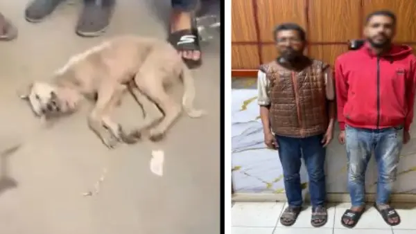 ضربوه بالكرسي.. القبض على شخصين تعديا على كلب حتى الموت بالشرقية