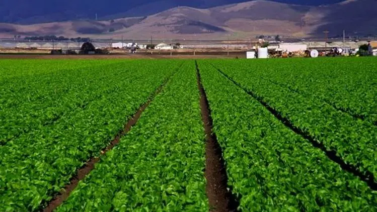 تقسيط حتى 8 سنوات.. تفاصيل حجز أراضي مبادرة “مزرعتك في مصر”
