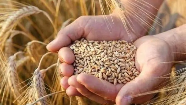 الحكومة ترفع سعر توريد القمح إلى 2500 جنيه لدعم الفلاح وتعزيز الأمن الغذائي