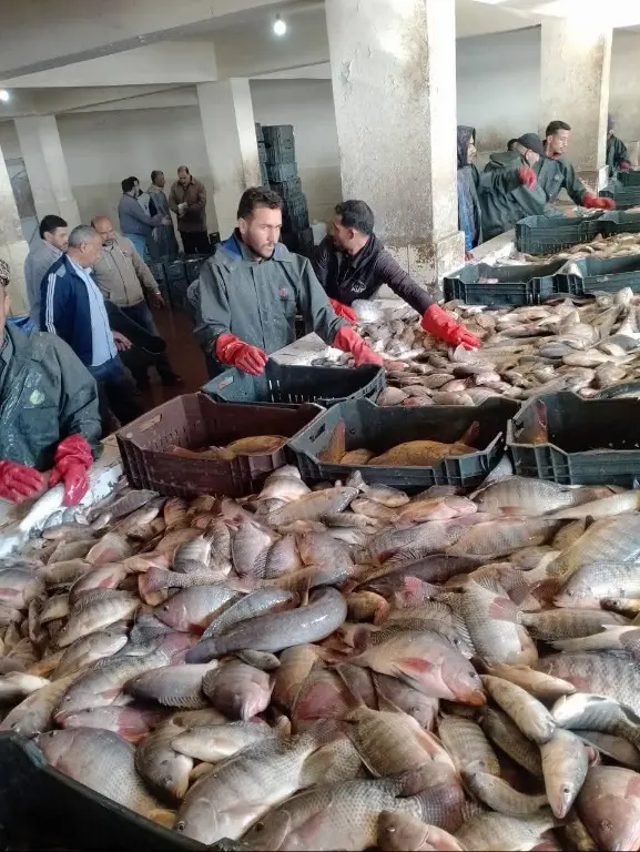 85 طنًا من الأسماك حصاد مزرعتي برسيق والزاوية بالبحيرة