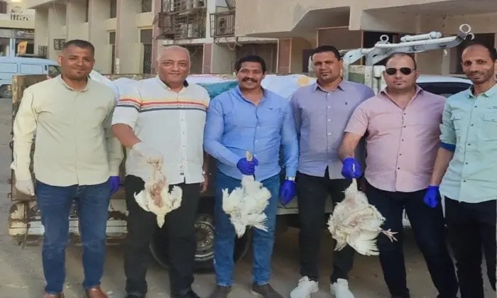 ضبط 3 أطنان دجاج نافق قبل تحويلها لمصنعات لحوم بالفيوم