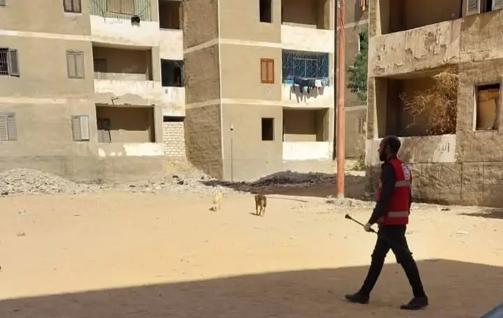تحصين 128 كلبًا ضالًا بقنا
