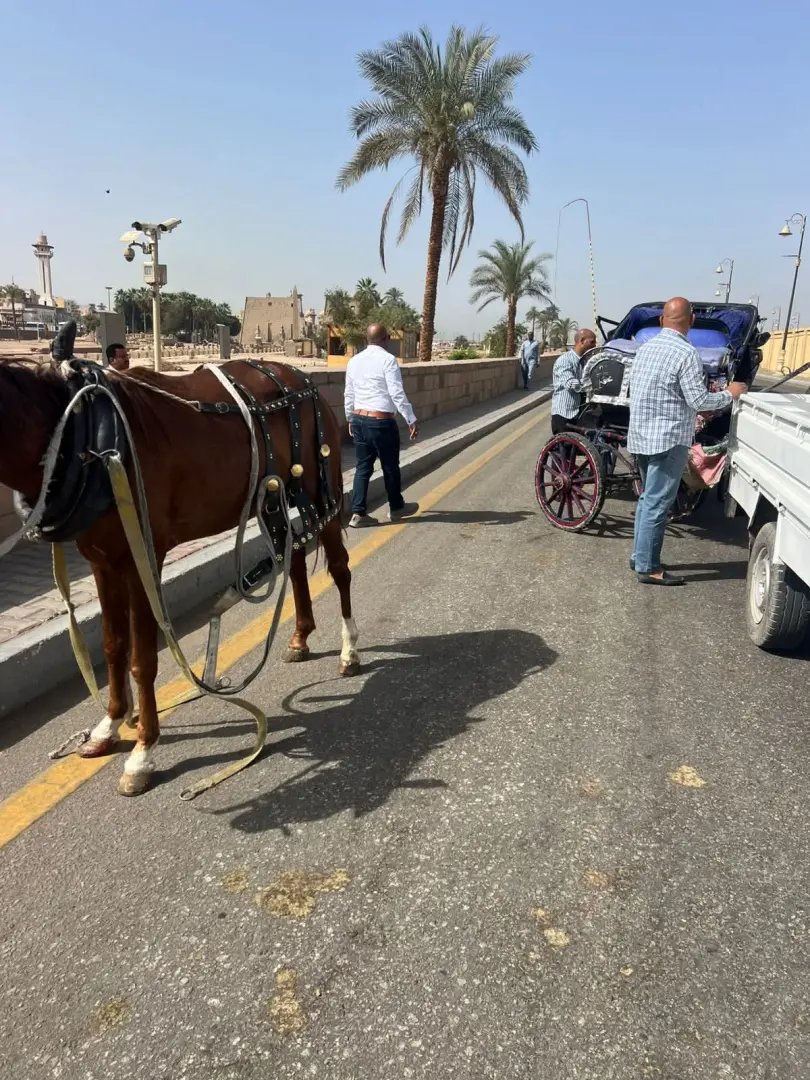 "لا تهاون مع العشوائية".. حملات مكبرة لضبط "حناطير" الأقصر المخالفة وإلزامها بـ “الحفاضات” - fb img 1775140472748