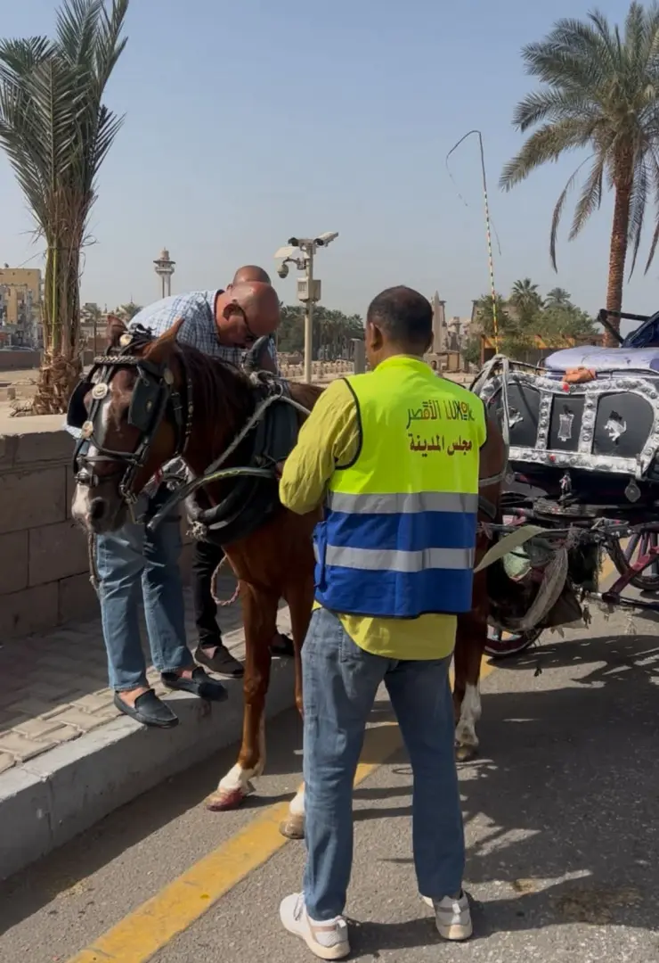 "لا تهاون مع العشوائية".. حملات مكبرة لضبط "حناطير" الأقصر المخالفة وإلزامها بـ “الحفاضات”