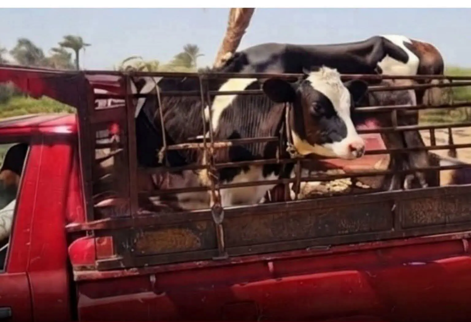 يا بخت العريس.. عروسة سوهاج تفاجئ الجميع بعجلين ضمن جهازها بدلًا من النيش