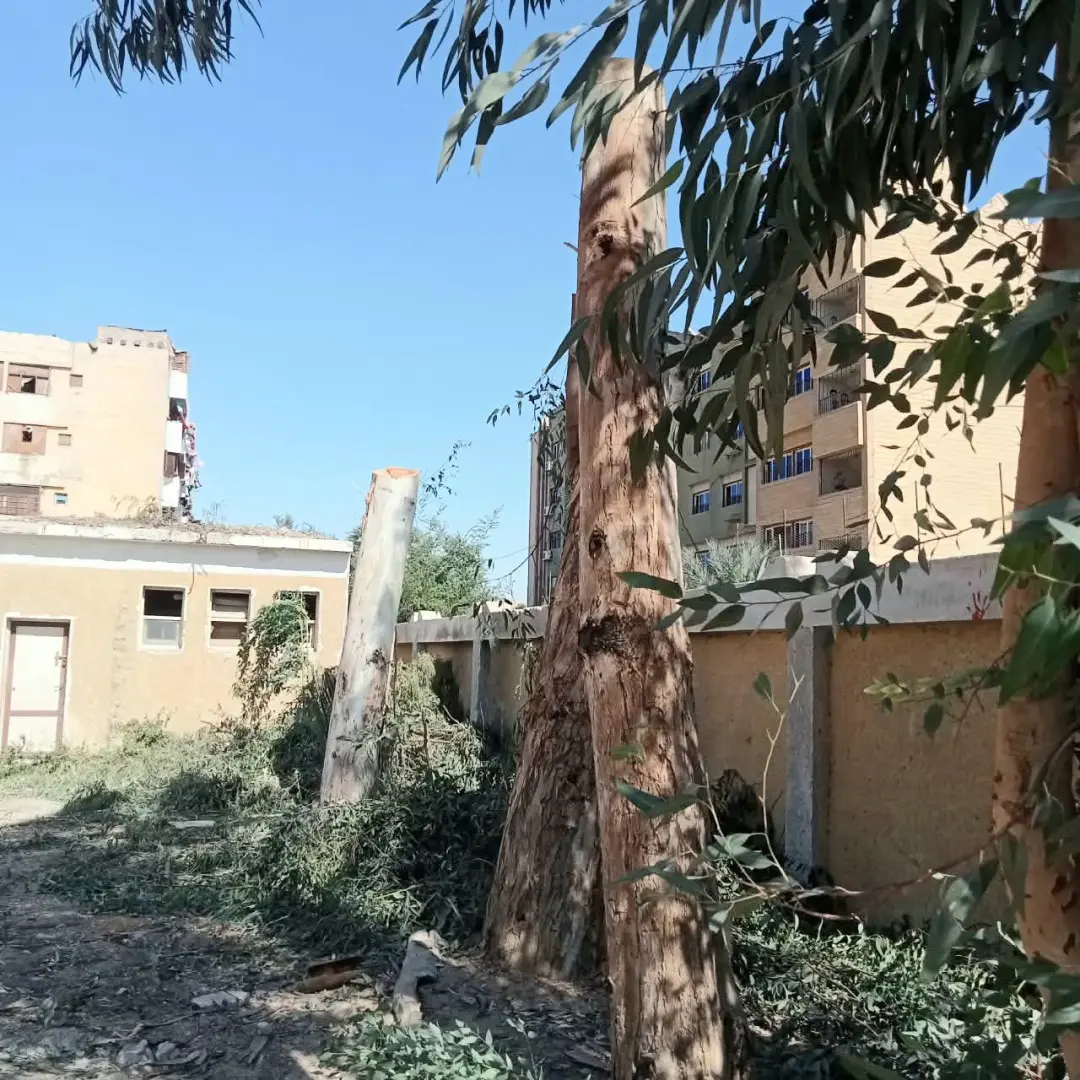 محافظ سوهاج يحيل مسؤولي مدرستين بساقلتة للتحقيق بسبب التقليم الجائر للأشجار المعمرة