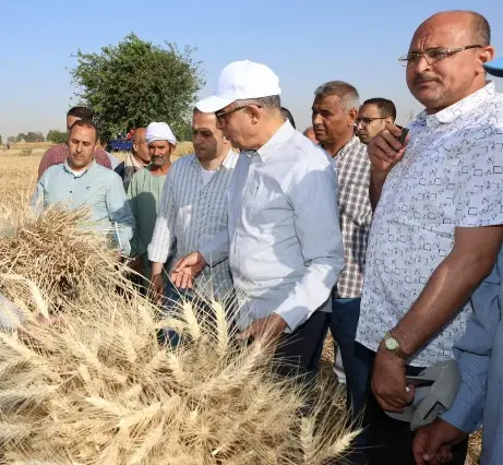 المنيا تتجاوز المستهدف في زراعة القمح بمساحة إضافية 16 ألف فدان