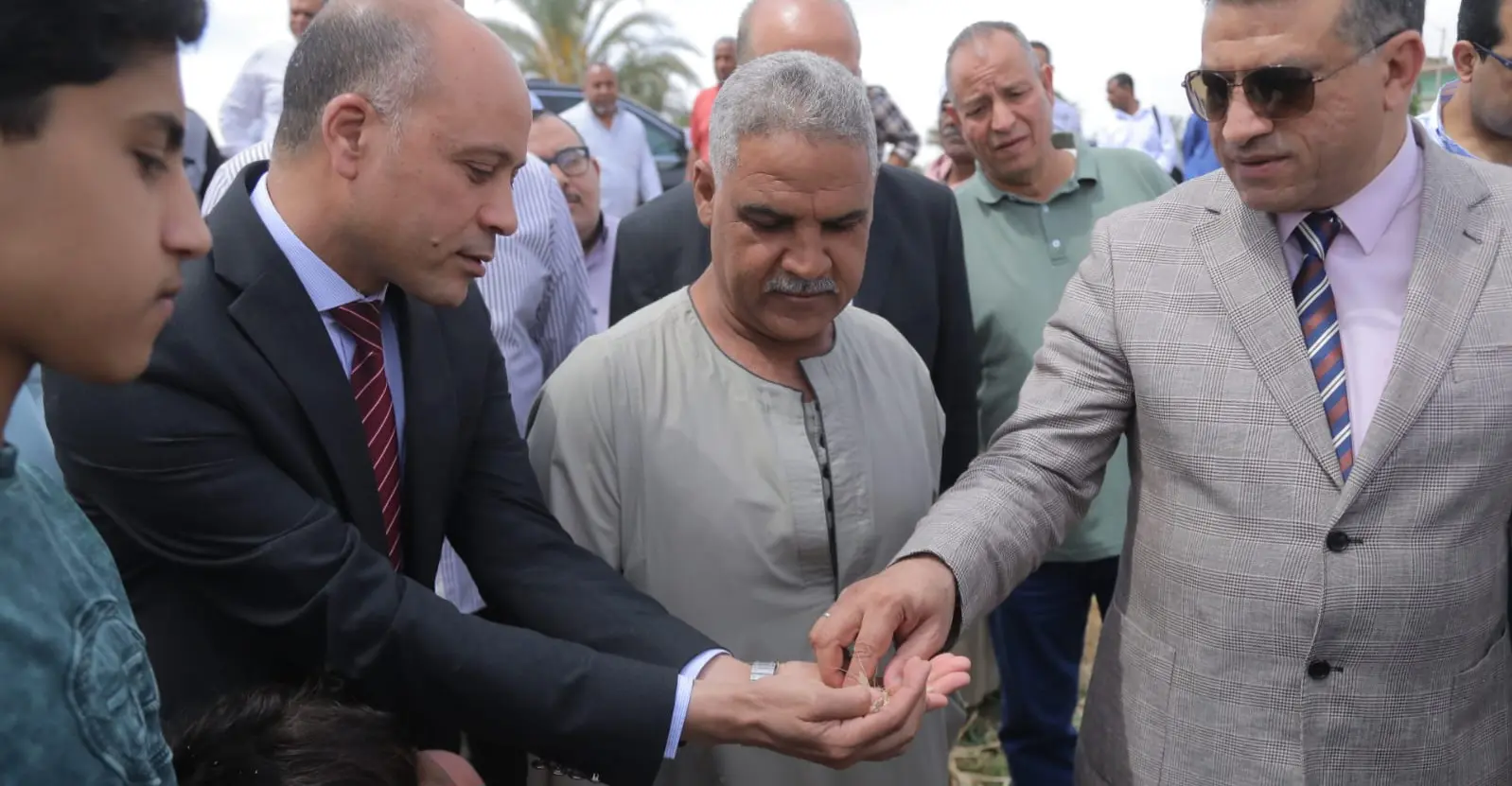 محافظ قنا يطلق إشارة بدء موسم حصاد القمح من قرية دندرة