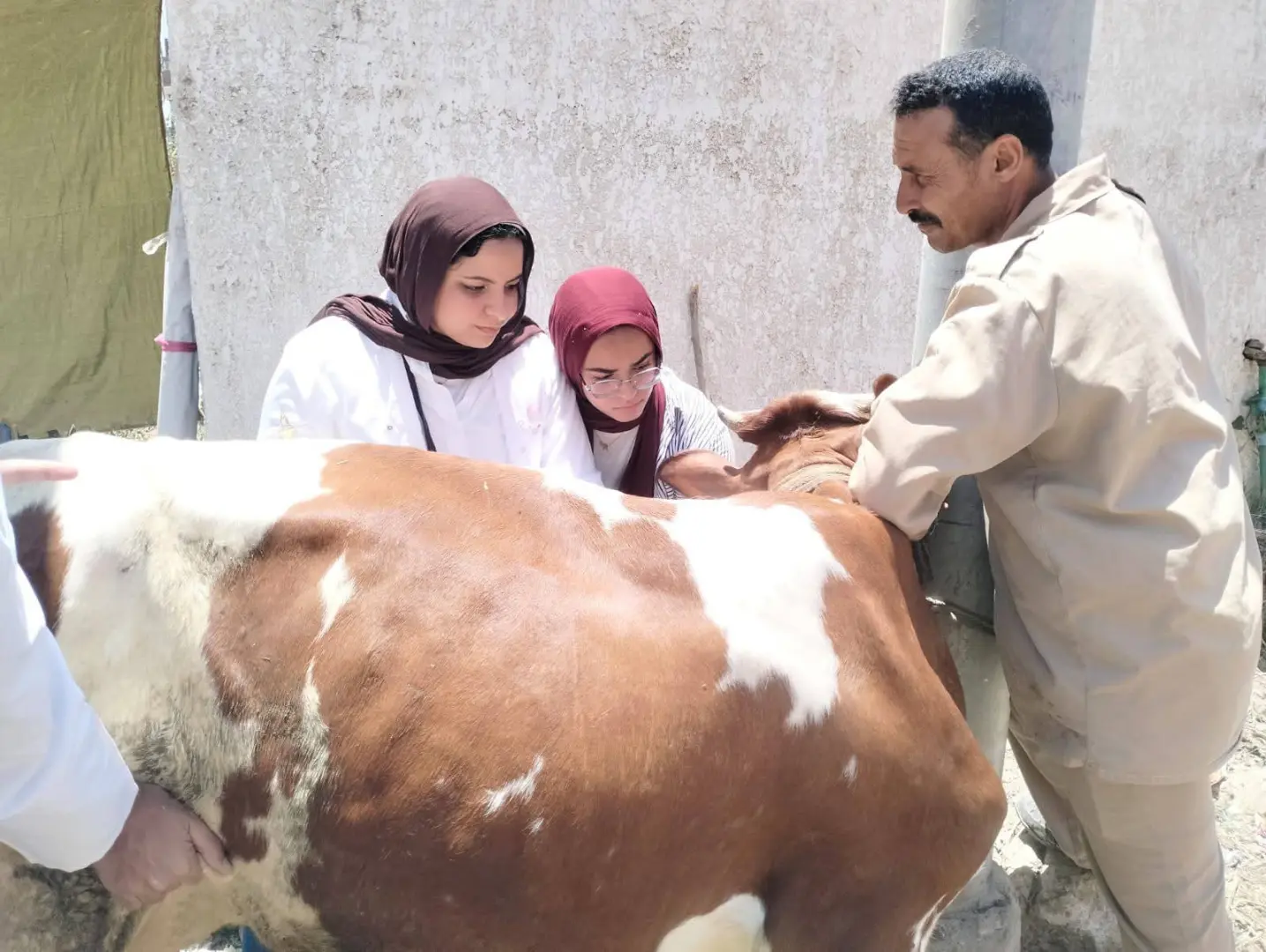 جامعة دمنهور تطلق قافلة تنموية شاملة بمحلة بشر بالتعاون مع محافظ البحيرة وجامعتي طنطا وكفر الشيخ - img 20260604 wa0153