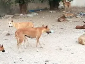 كلب مسعور يعقر 9 أشخاص بينهم أطفال بأسوان