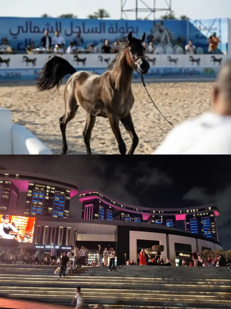 "يلا ساحل" تشعل صيف العلمين بالحفلات و جمال الخيل العربية