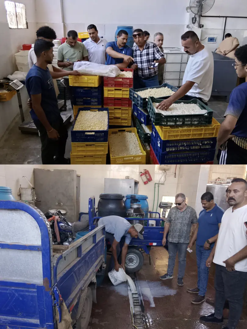مصنع موتزاريلا سري داخل حظيرة مواشي.. ضبط 765 كيلو جبن ومواد كيميائية بالفيوم