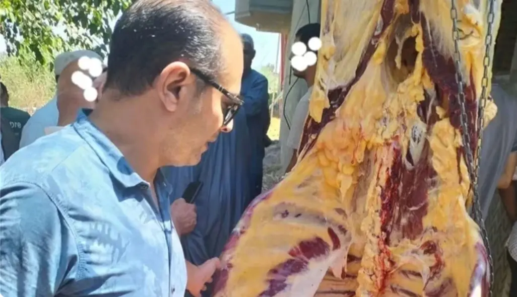 قبل ما تتقدم للمعازيم.. ضبط ذبيحة تزن 570 كيلو مصابة بالسل في كفر الشيخ