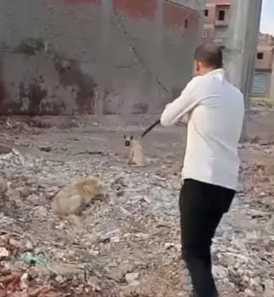 بيطري البحيرة يحصّن 25 كلبًا ضالًا في دمنهور.. والأرقام تكشف حصيلة 2026