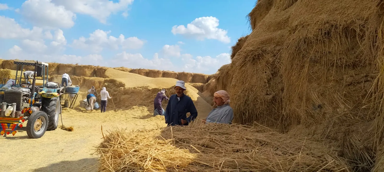 من «السحابة السوداء» إلى «الذهب الأصفر».. قش الأرز يتحول إلى علف للماشية في البحيرة - img 20261018 wa0090