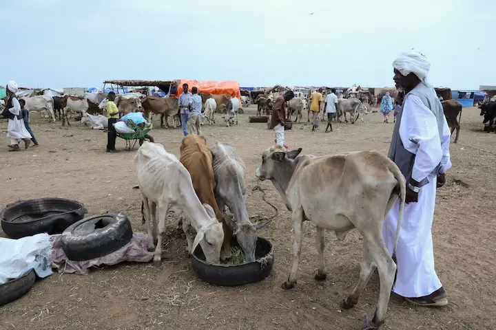 مجاعة جديدة تضرب السودان في ظل جفاف ناجم عن ظاهرة “إلـ نينيو”
