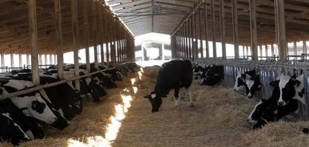 الزراعة: مزرعة جاموس محسّن بالمنيا وخطة للوصول إلى 30 ألف رأس