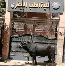 صورة «جاموسة بيطري بني سويف» تثير الجدل.. وعميد الكلية: ذكاء اصطناعي