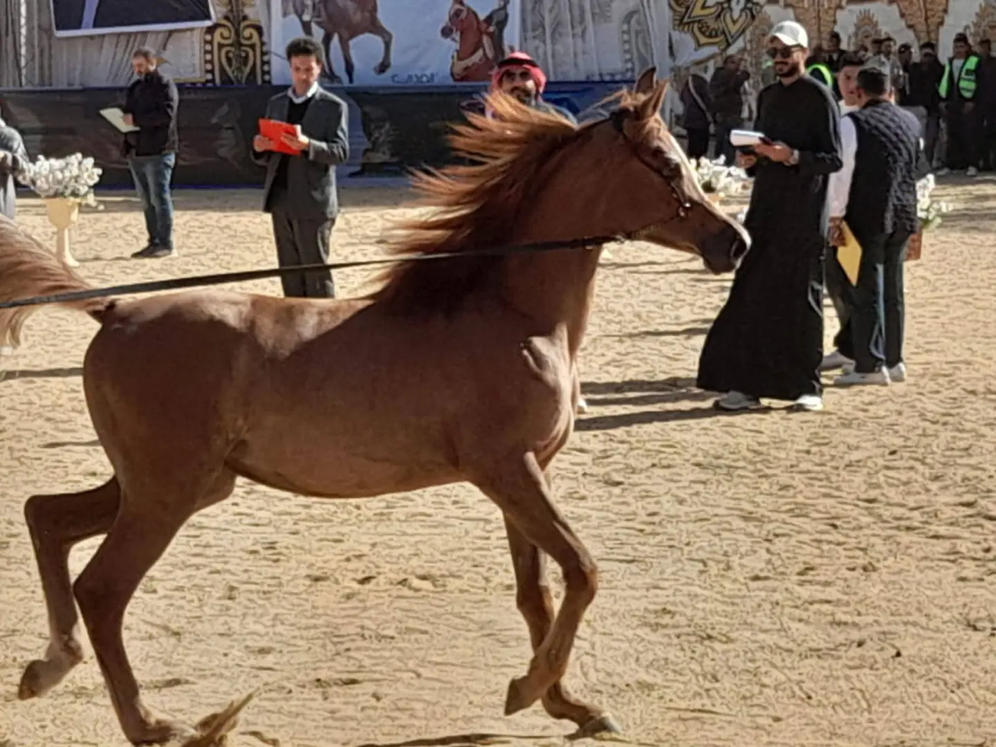 انطلاق فاعليات المهرجان الدولي للخيول العربية بالبحيرة في دورته الـ 19