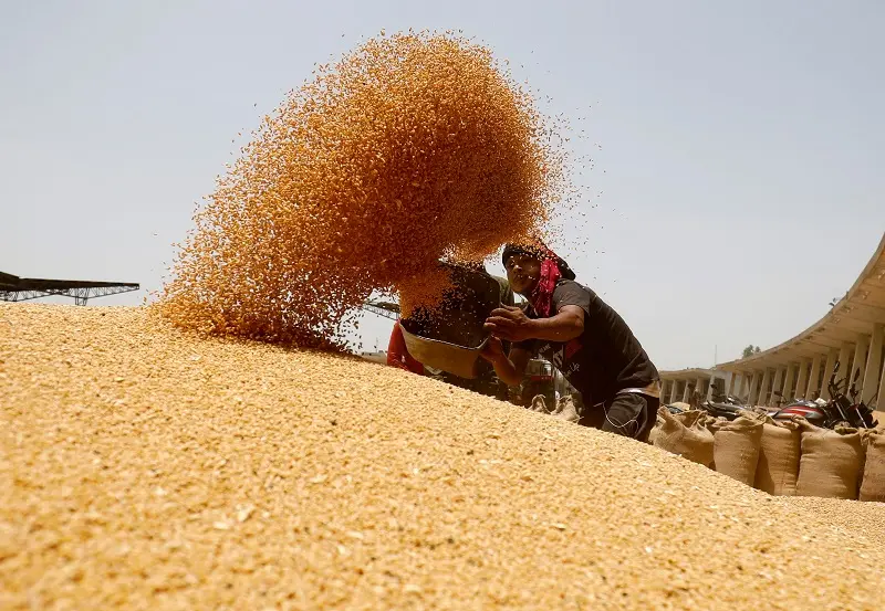 تراجع ملحوظ في الواردات...مصر تختتم موسم القمح على 4.72 مليون طن