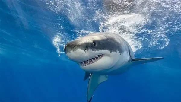 مشهد بحري نادر.. ظهور قرش أبيض ضخم في البحر الأبيض المتوسط يثير دهشة العلماء