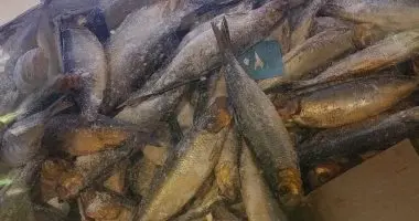 نصائح ذهبية للمواطنين عند شراء الفسيخ والرنجة في شم النسيم