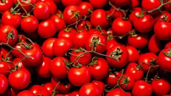 نقيب الفلاحين يكشف أسباب أزمة البطيخ والطماطم: المناخ وراء تلف المحاصيل وليس التقاوي