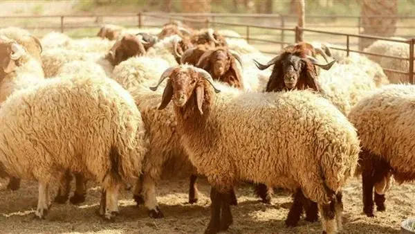 إطعام الجار المسيحي من الأضحية.. أمين الفتوى: يعزز المحبة والتآخي بين الناس