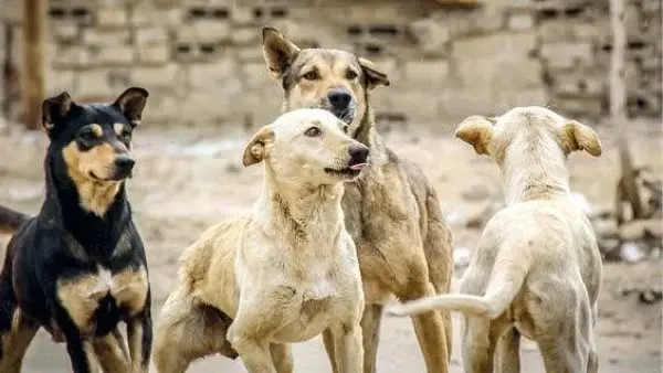 عضو هيئة كبار العلماء: يجوز عدم إطعام كلاب الشوارع المؤذية.. وإطعام القطط واجب شرعي في حال قدرتها على الضرر