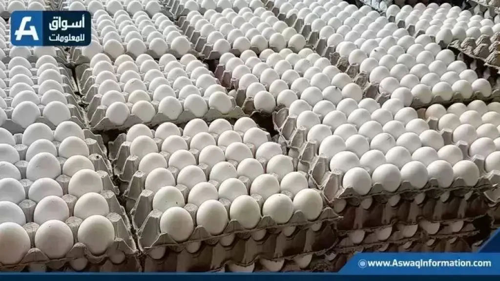 أسعار البيض اليوم: أسعار البيض تستقر في الأسواق المصرية اليوم 24