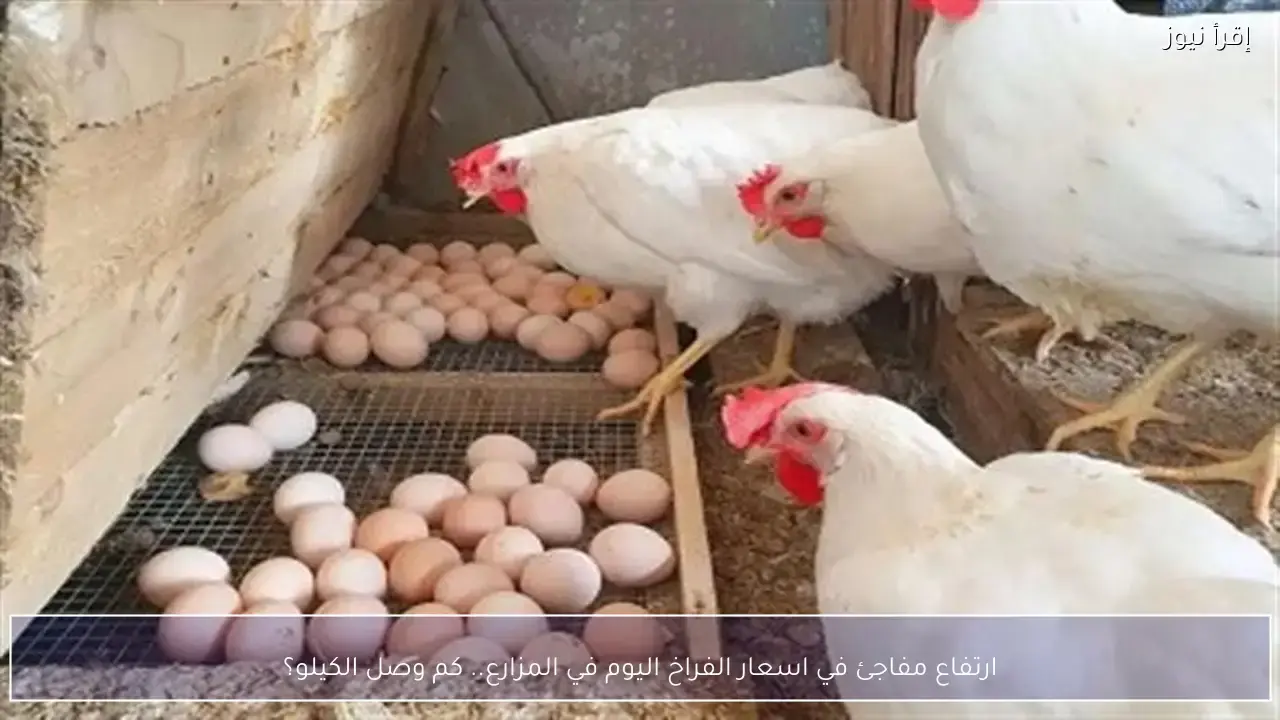 أسعار الكتاكيت اليوم: تقلبات في أسعار الكتاكيت تهز أوساط مربي الدواجن
