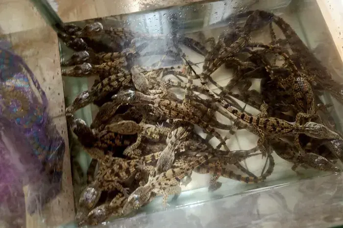 نفوق 3 تماسيح بعد ضبط 30 صغيرًا داخل حقيبة راكب بقطار في أسيوط