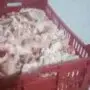 ضبط 3 أطنان دجاج نافق قبل تحويلها لمصنعات لحوم بالفيوم - elaosboa27591 90x90 1
