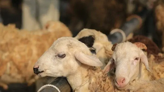 حكم ذبح الأضحية في رابع أيام عيد الأضحى
