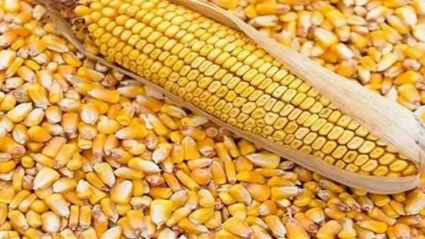 8.5 مليون طن ذرة.. مصر ترفع فاتورة الاستيراد