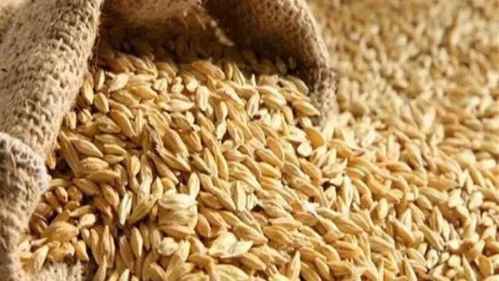أسعار الأرز بالأسواق اليوم
