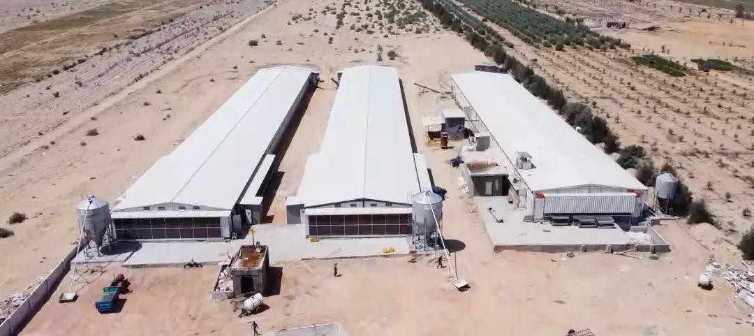 أسعار الدواجن اليوم الثلاثاء 21 أبريل 2026: ارتفاع طفيف للفراخ البيضاء في الأسواق المصرية
