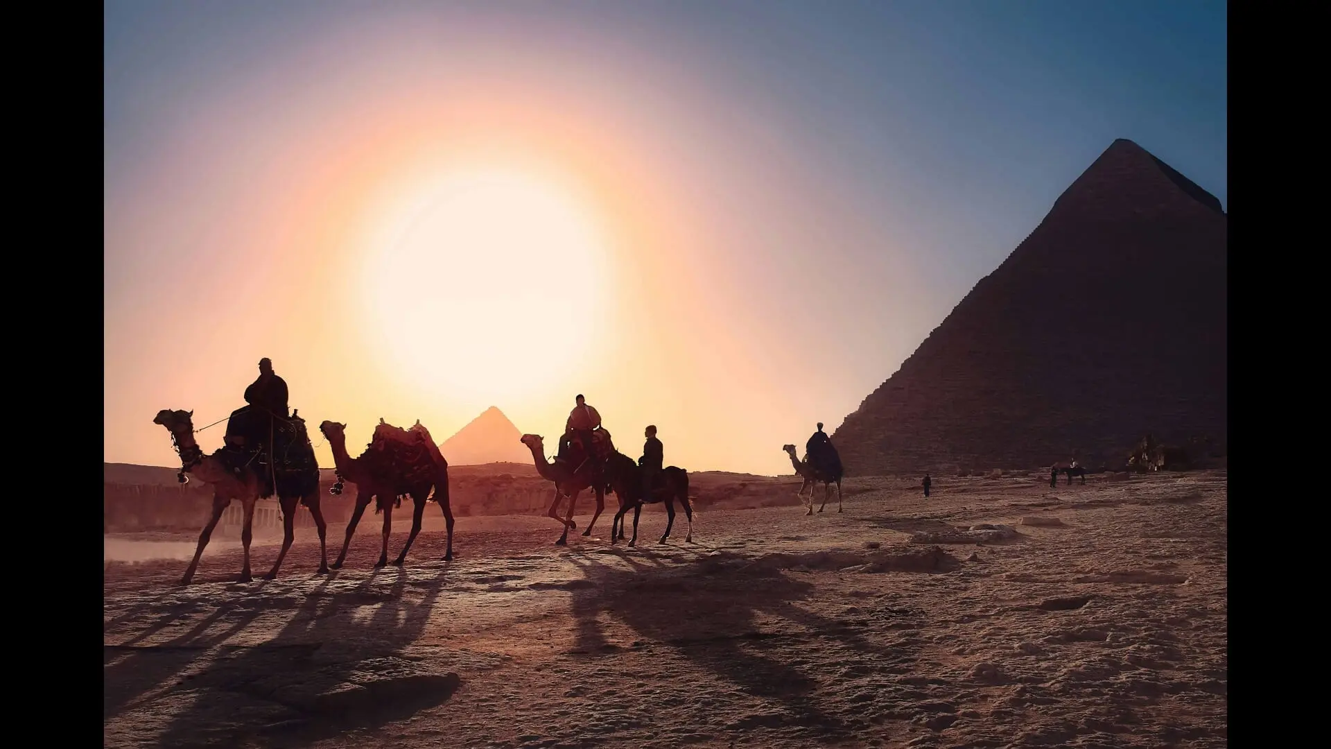 أسعار الدواجن في مصر: تراجع طفيف يطال الفراخ البيضاء الحية اليوم الخميس 7 مايو 2026