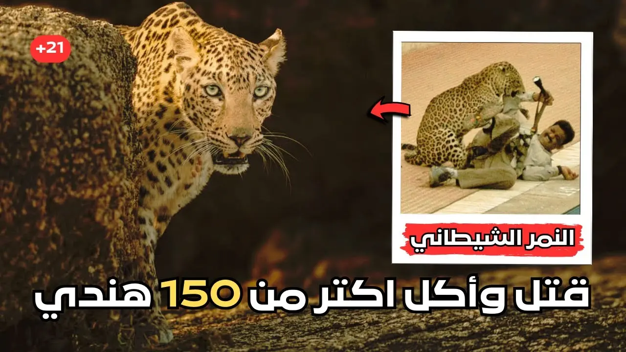 نمر ينهي حياة طفل بالهند.. صراع الإنسان والطبيعة يتصاعد