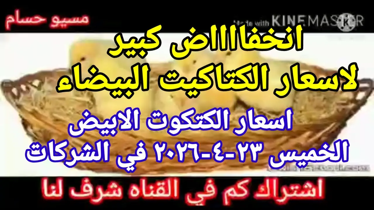 استقرار نسبي يلف أسعار الكتاكيت في مصر اليوم الأربعاء 29 أبريل 2026.. فهل يدوم الهدوء؟